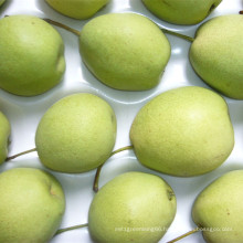 Green Shandong Pear New Crop